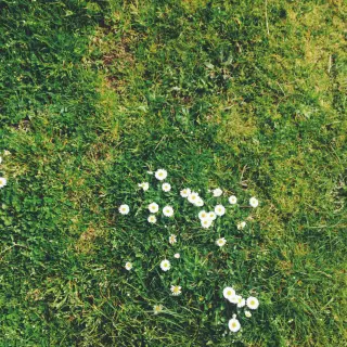 Trawnik zniszczony po zimie. Poznaj 5 błędów, które mogłeś popełnić w pielęgnacji ogrodu